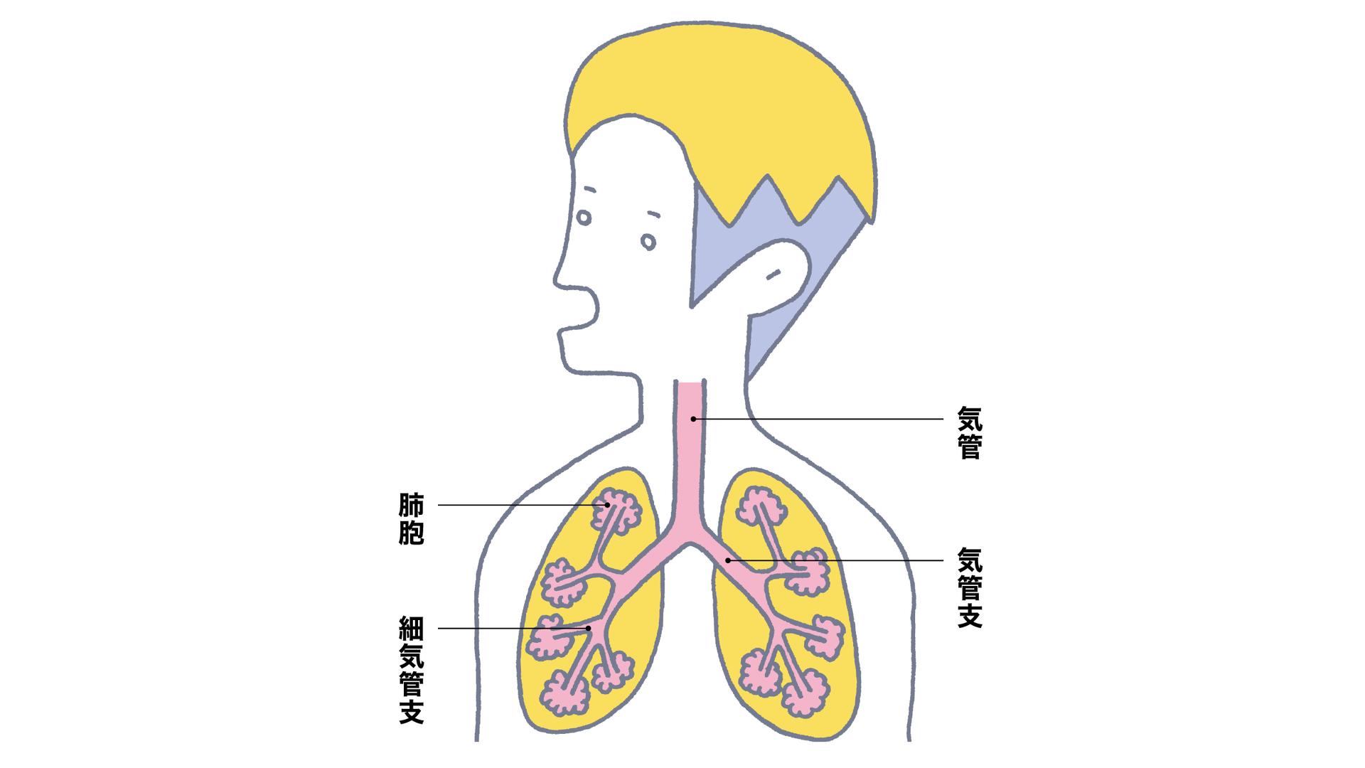 呼吸が浅いと毛細血管が減る!? 深い呼吸を身につける超簡単トレーニング