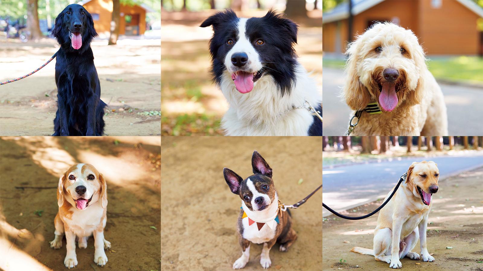 犬といると、カラダもココロも健康になる6つの根拠