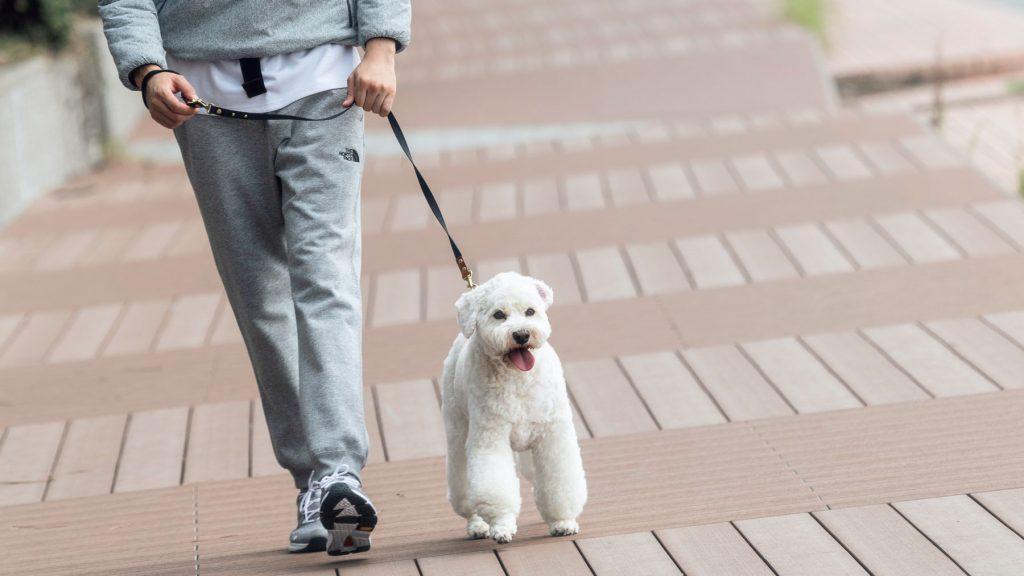 犬と一緒にアクティブウォーキング！そのとき飼い主が知っておくべきこと