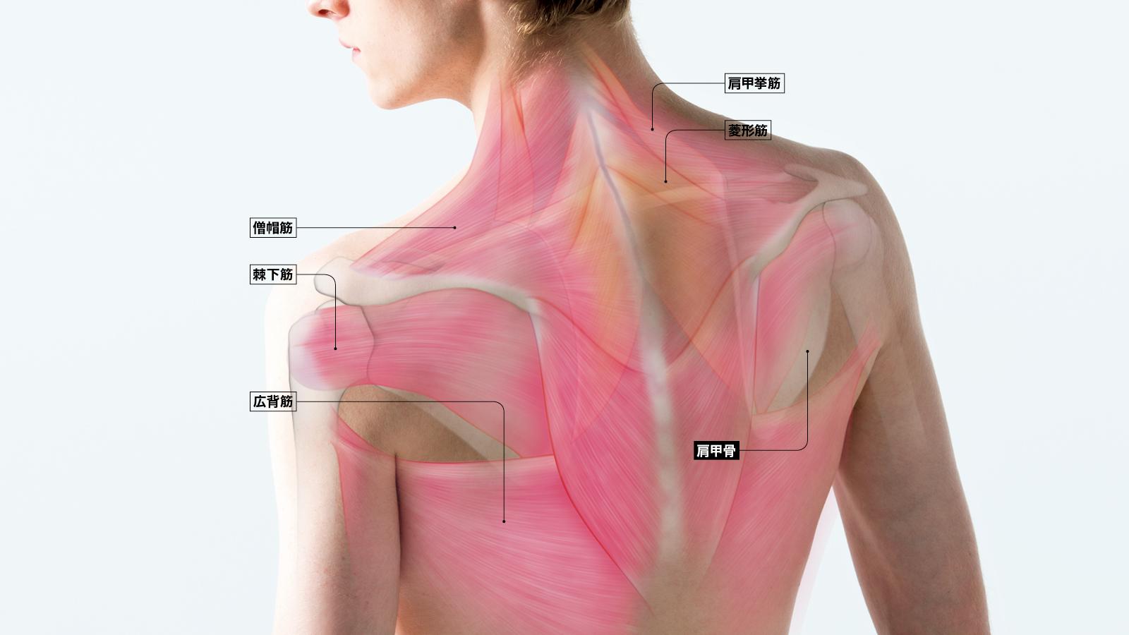 肩甲骨からアプローチして、ガチガチ肩の悩みを解消！