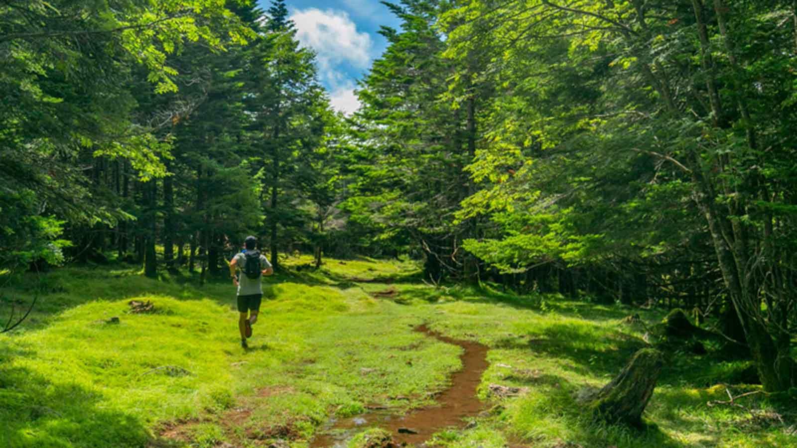 tarzan_trails_770