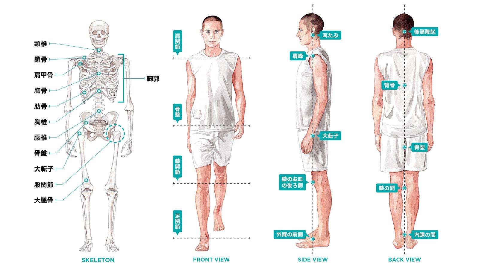 骨の連なりに偏りがない、それが目指すべき「いい姿勢」