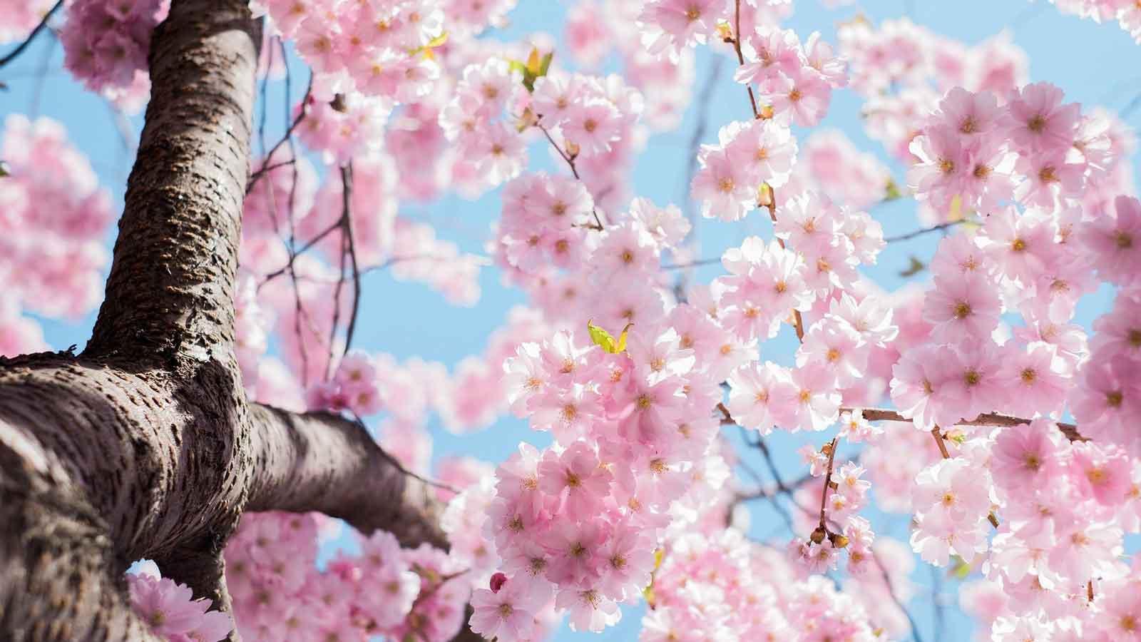 桜