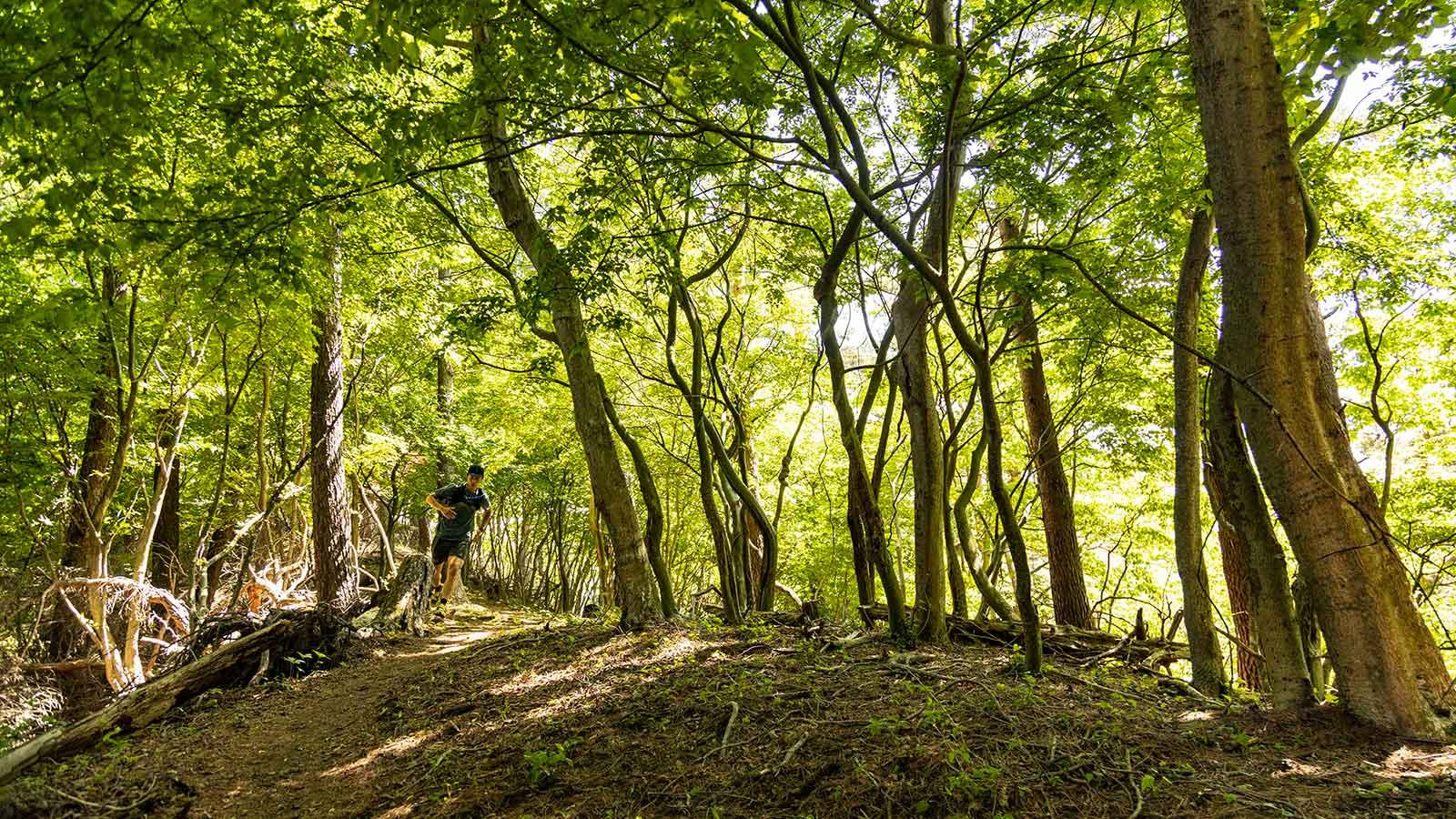 雑誌連載 Tarzan Trails 山梨県［霜山］トレイル GPSデータ（844号）