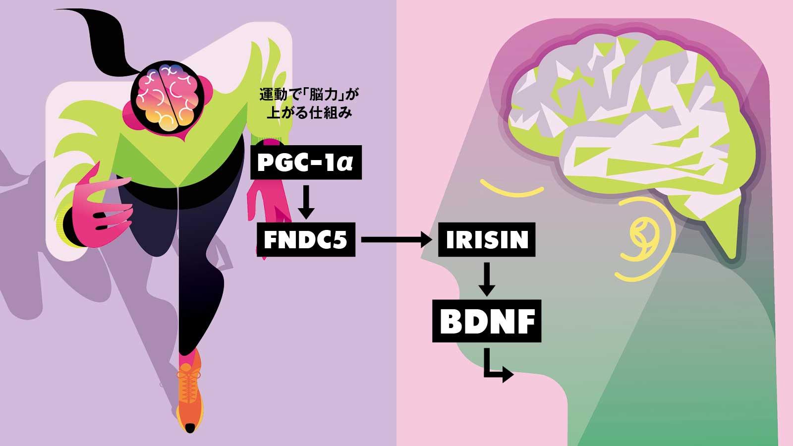 なぜ運動で頭が良くなるのか。最新研究でわかってきた“すごい”効果