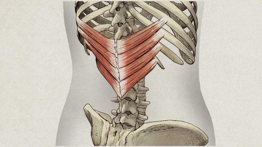 腰痛リスクの軽減にも。「下後鋸筋」をちゃんと使おう｜マイナー体幹筋