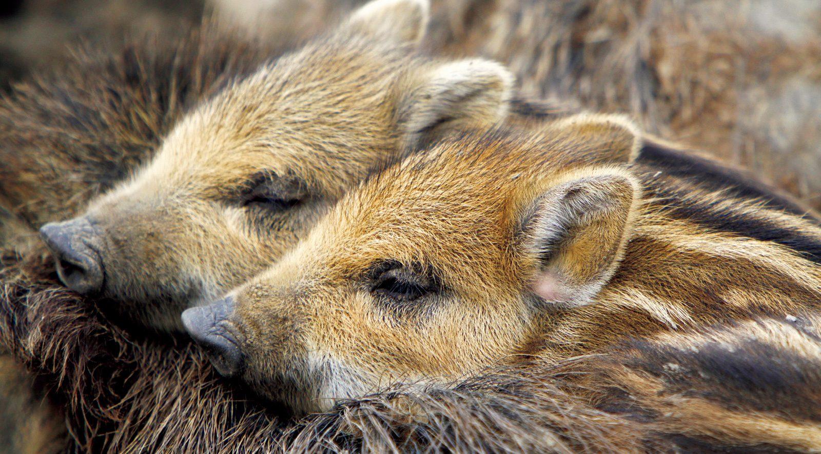 ヒトが動物の眠りに影響を与えている ウリ坊