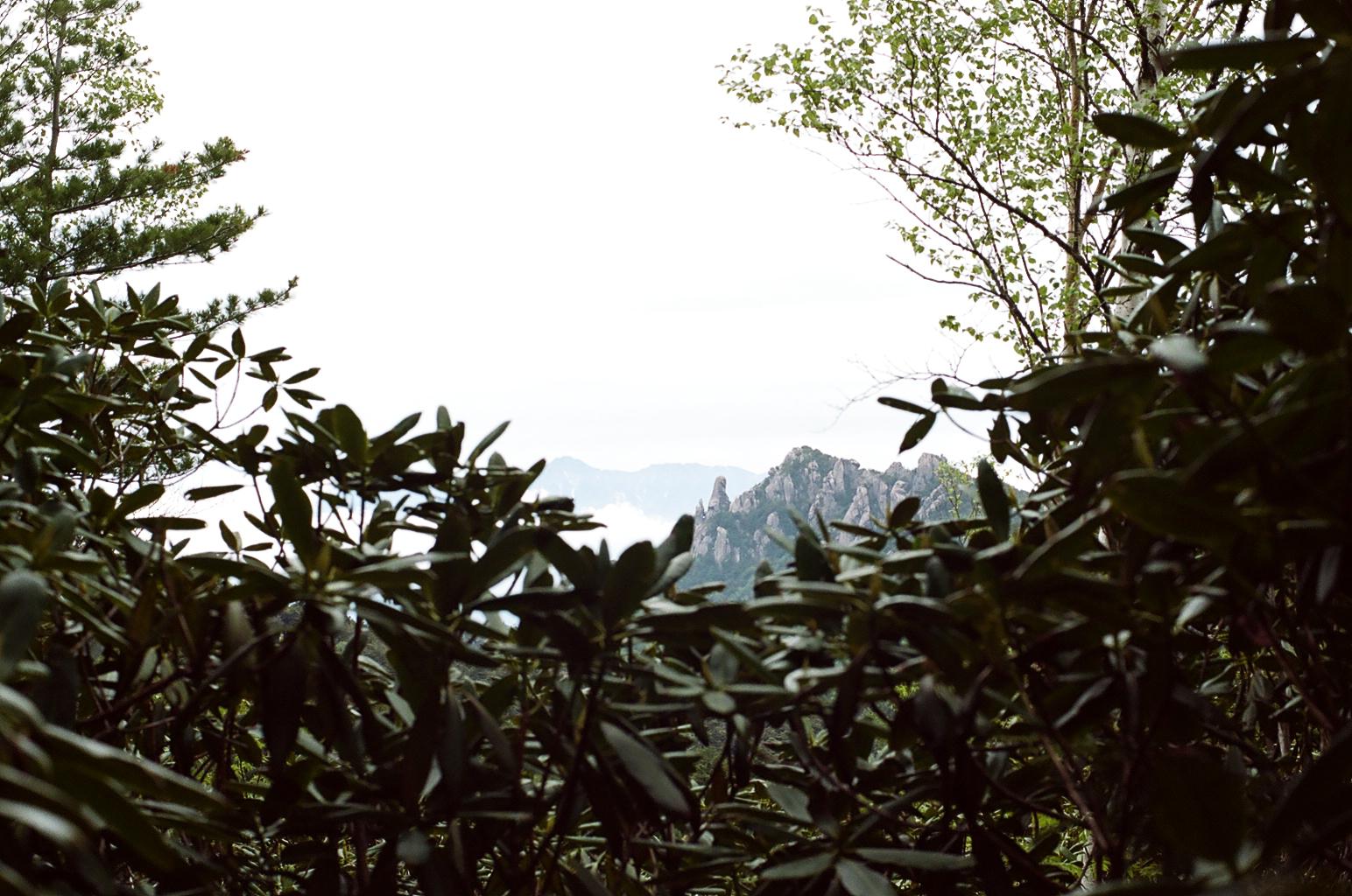 landscape_pattern1