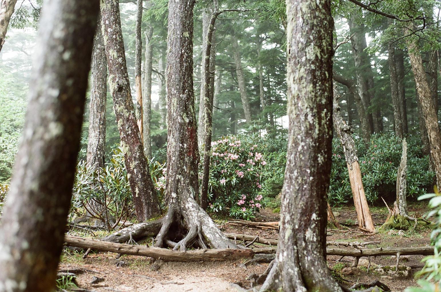 landscape_pattern5