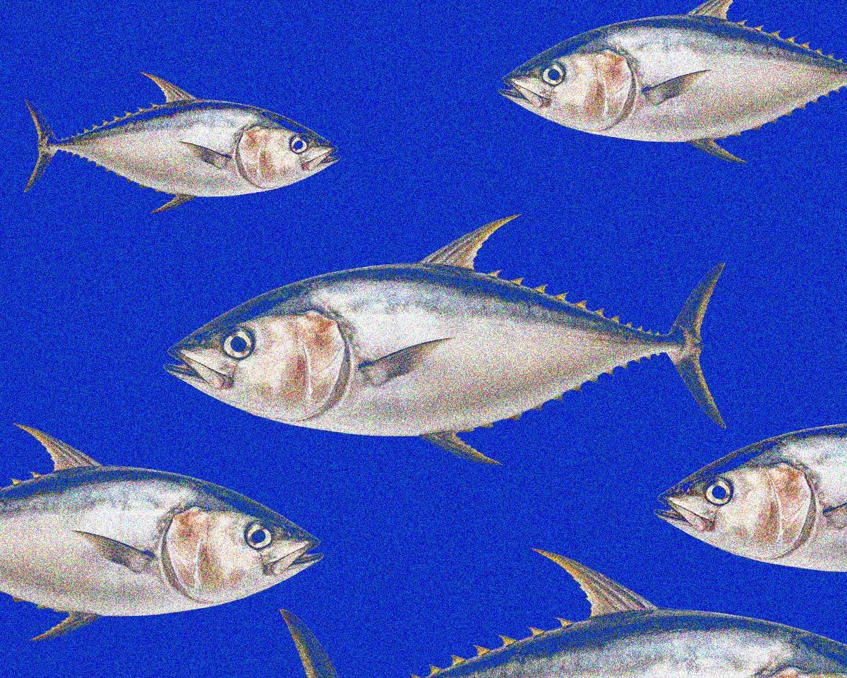 認知症機能の改善には、回遊魚を食べよう。