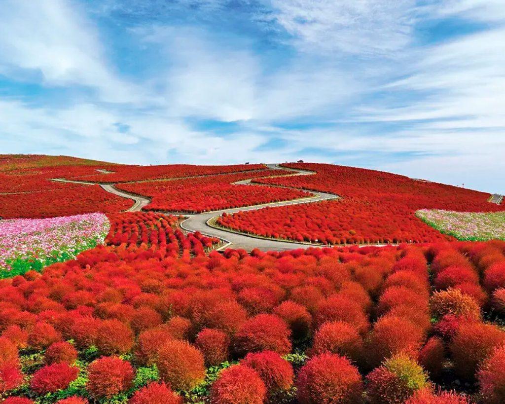 10月の週末は、茨城でコキアを一望。