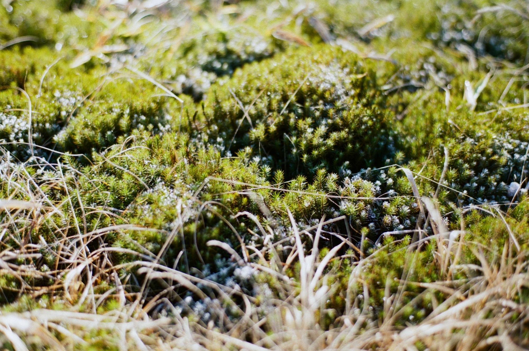 landscape_pattern4