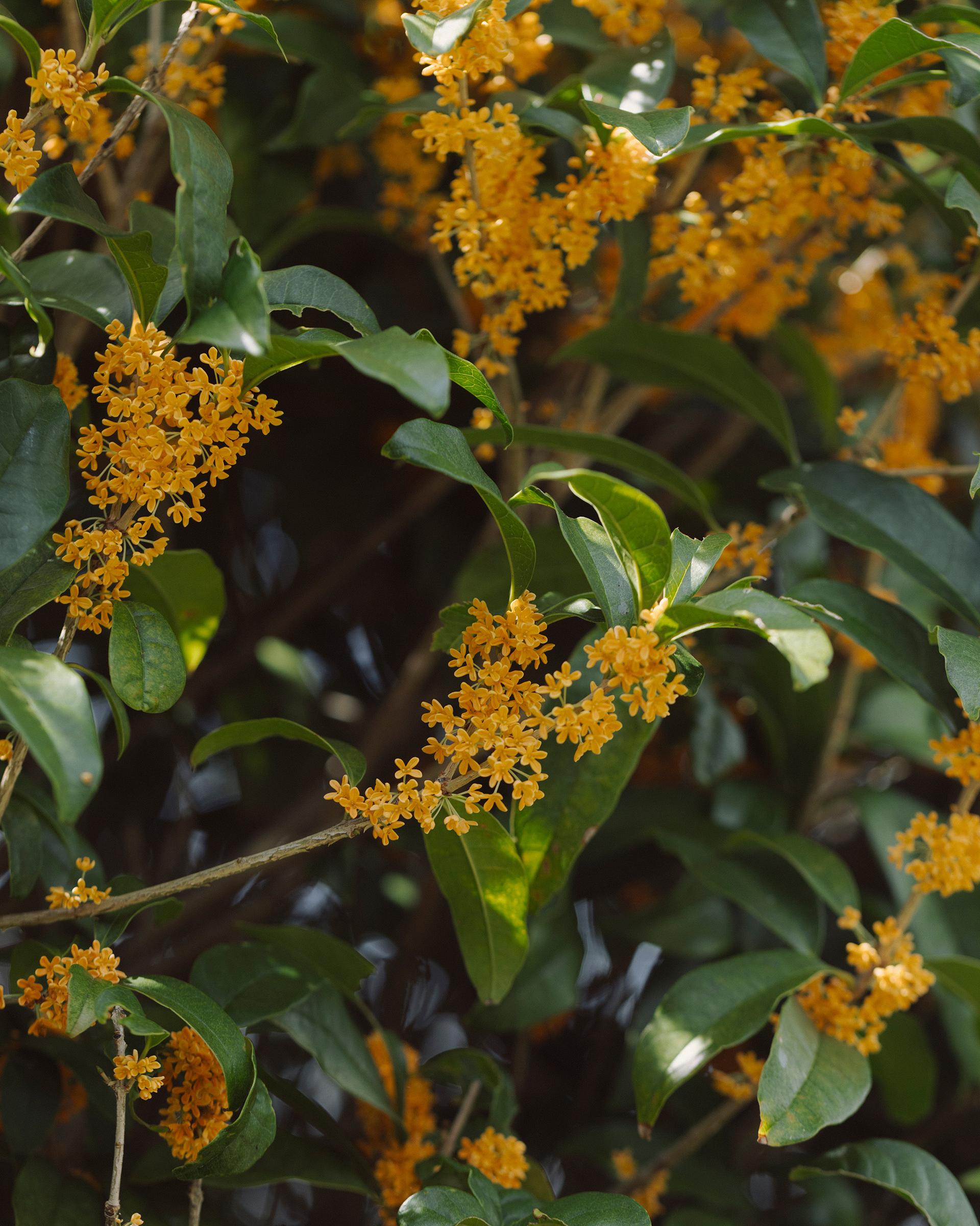 香り高き「金木犀」は、桂花醤白玉と、金木犀のアーモンドミルクティーに。｜11月のハーブ・金木犀