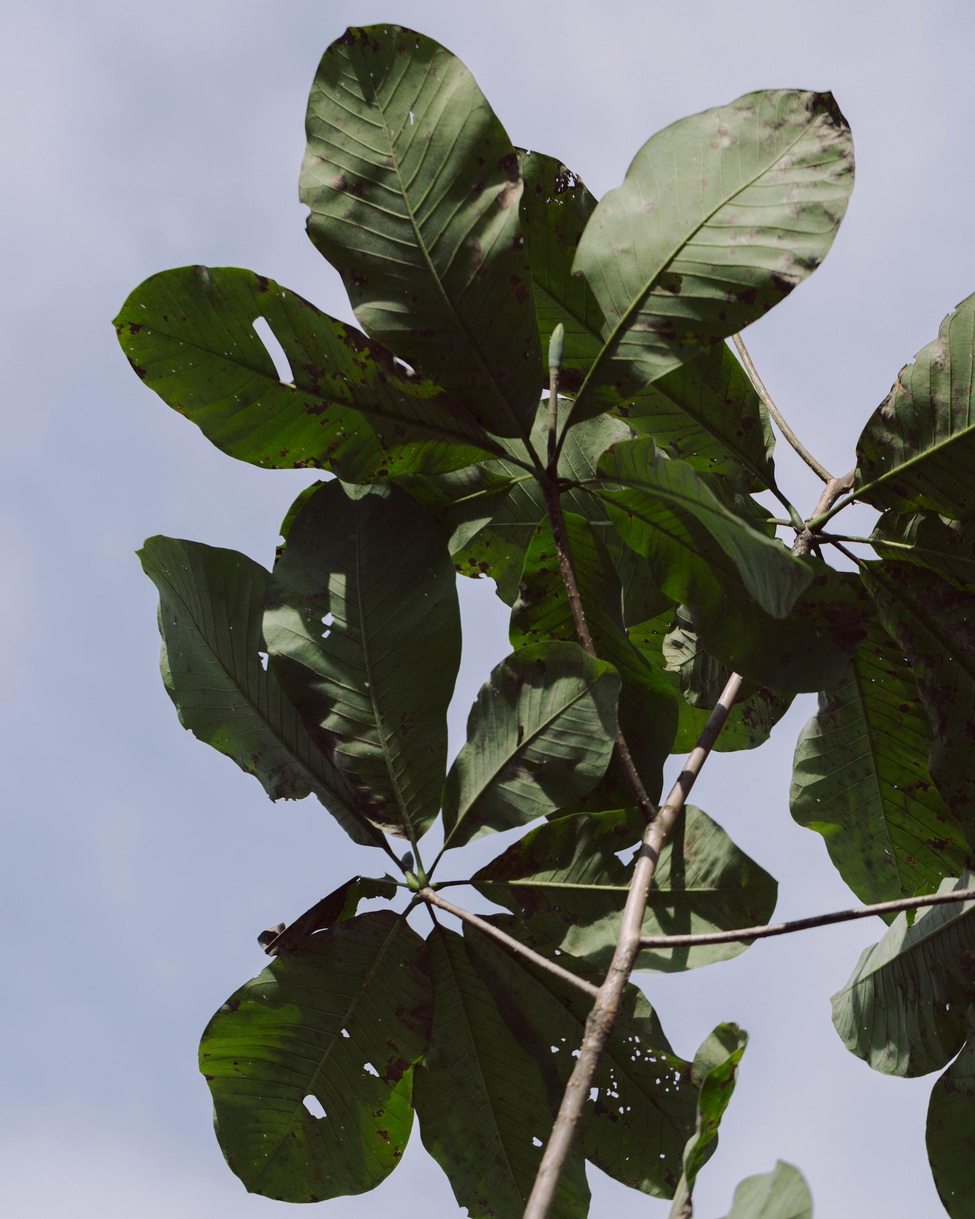 殺菌効果に優れた「朴」の葉は、ちまきと焙煎茶に。｜12月のハーブ・朴葉
