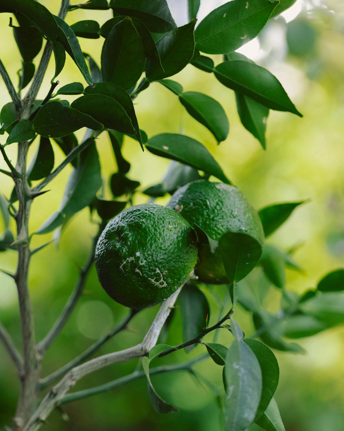 ワンモア・ハーブ