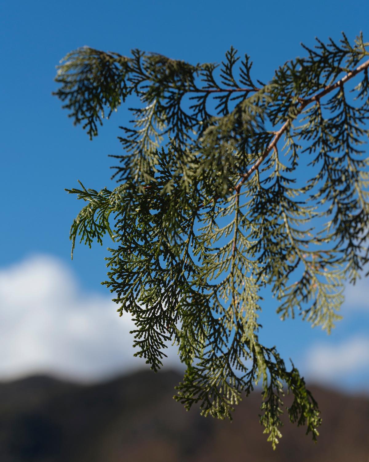 ワンモア・ハーブ