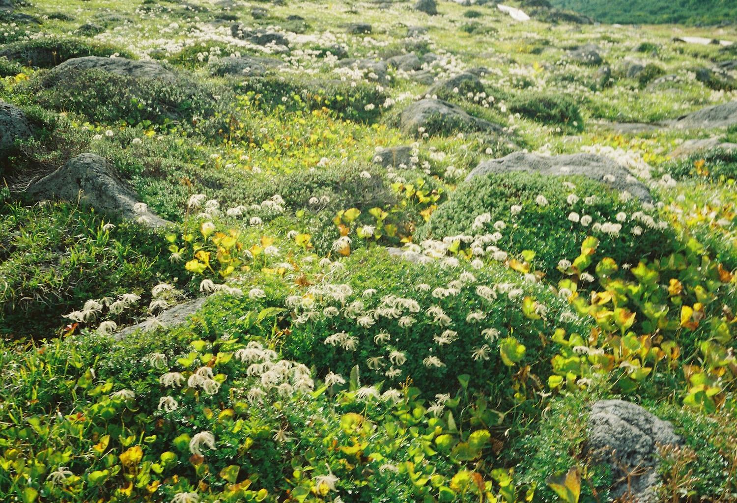 landscape_pattern2