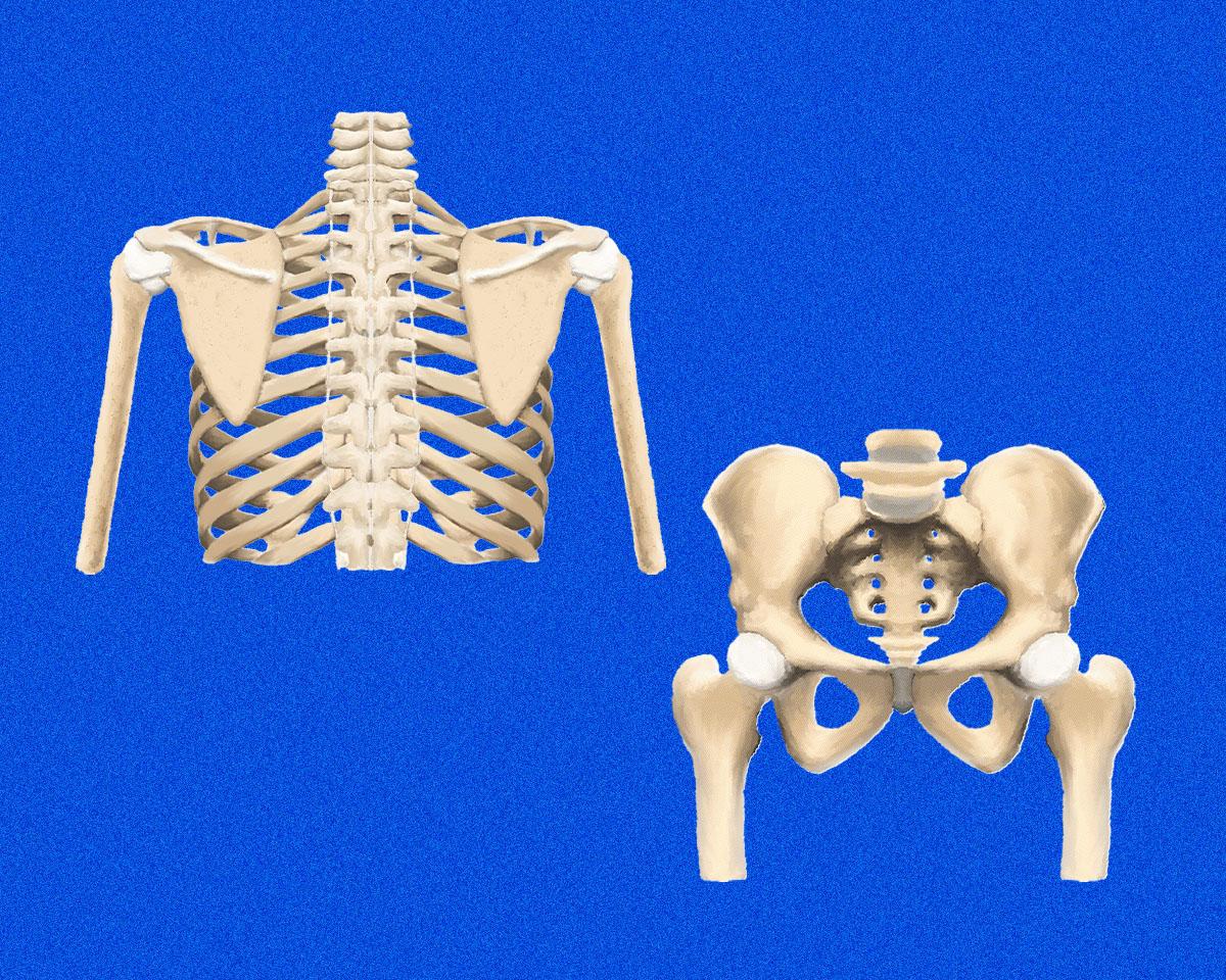 あらゆる動きの大事な土台!肩甲骨・股関節の構造と働きについて。
