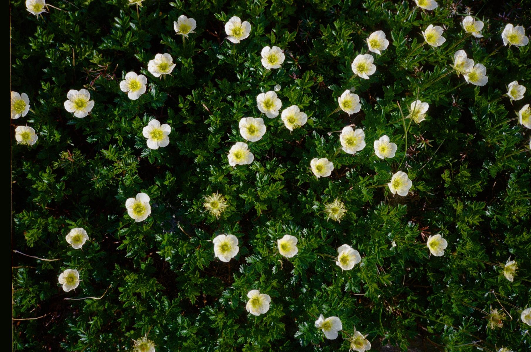 landscape_pattern5
