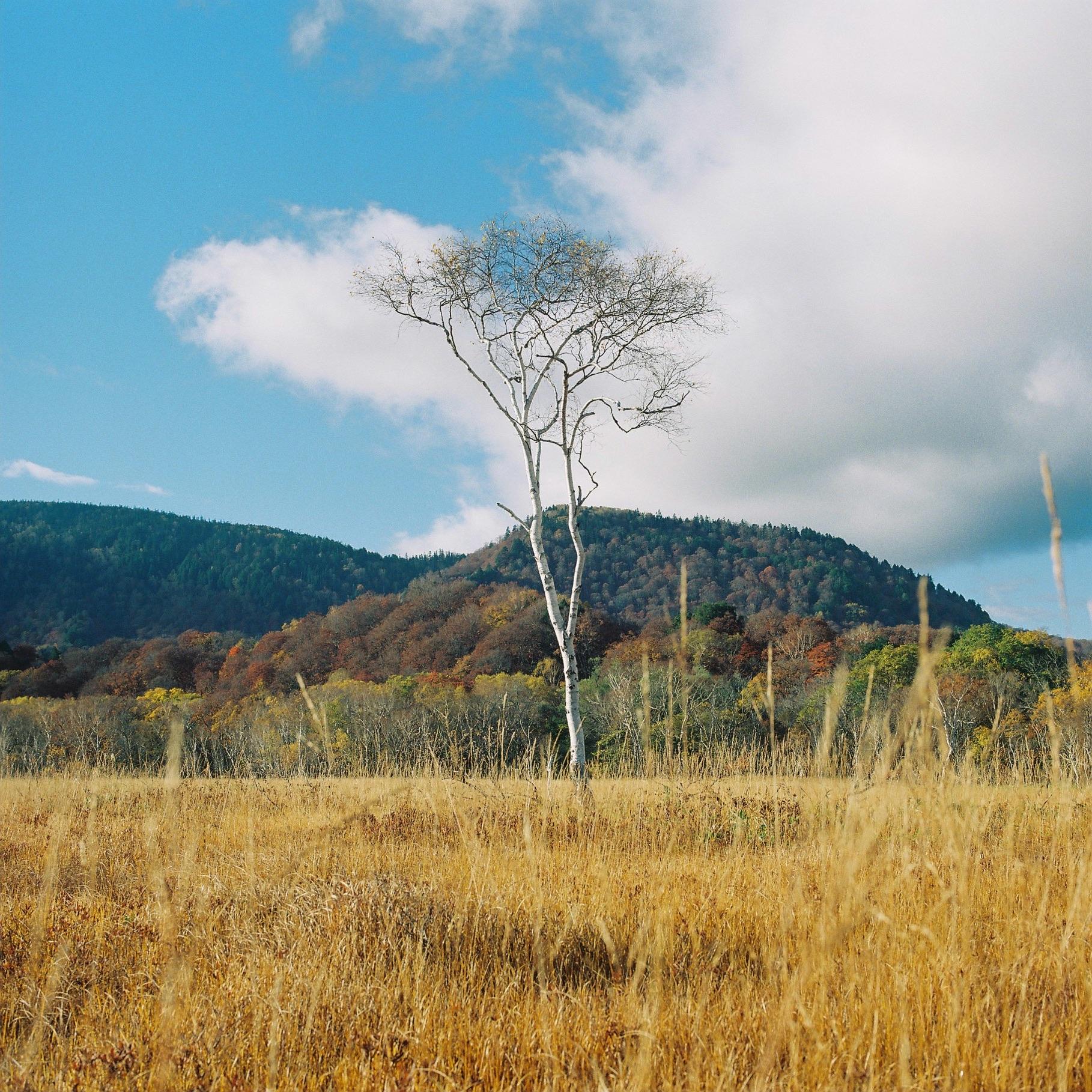 landscape_pattern5
