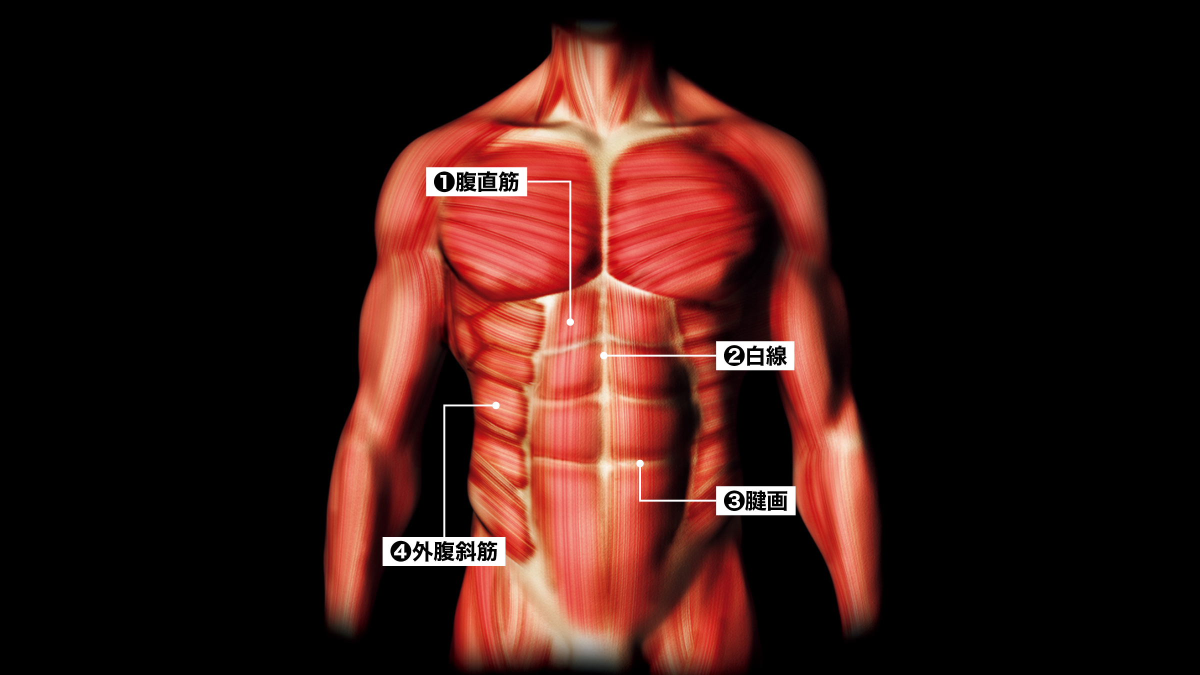 腹筋の構造