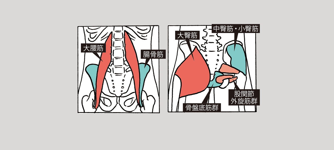 背骨と太腿を繫ぐ腸腰筋（大腰筋+腸骨筋）、お尻の表層や深層の筋肉群