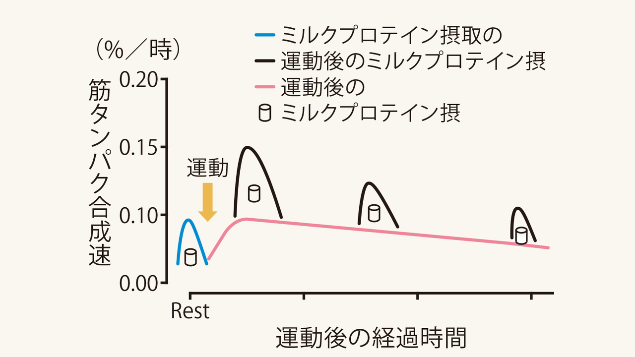 運動後のタンパク質合成速度の変化を示すグラフ