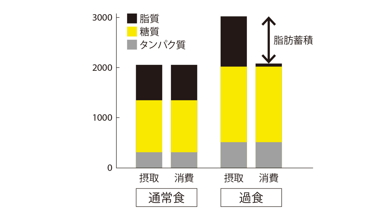 エネルギーを知らない馬鹿者が多すぎ 運動医科学の権威に 叱ってもらう Tarzan Web ターザンウェブ