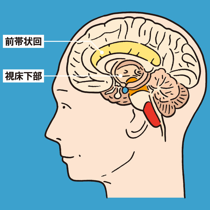 自律神経の中枢は脳の奥にある