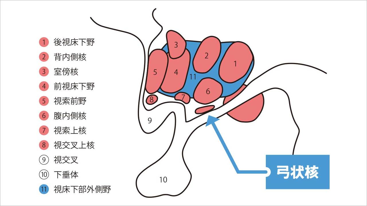 視床下部内の食欲中枢、弓状核は極小の神経核