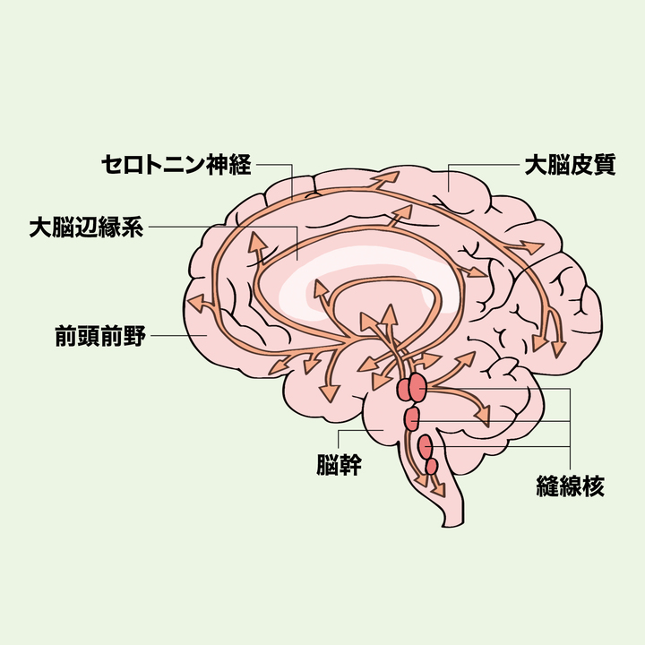 セロトニン神経の大もとは脳幹の縫線核と呼ばれる部分に存在する