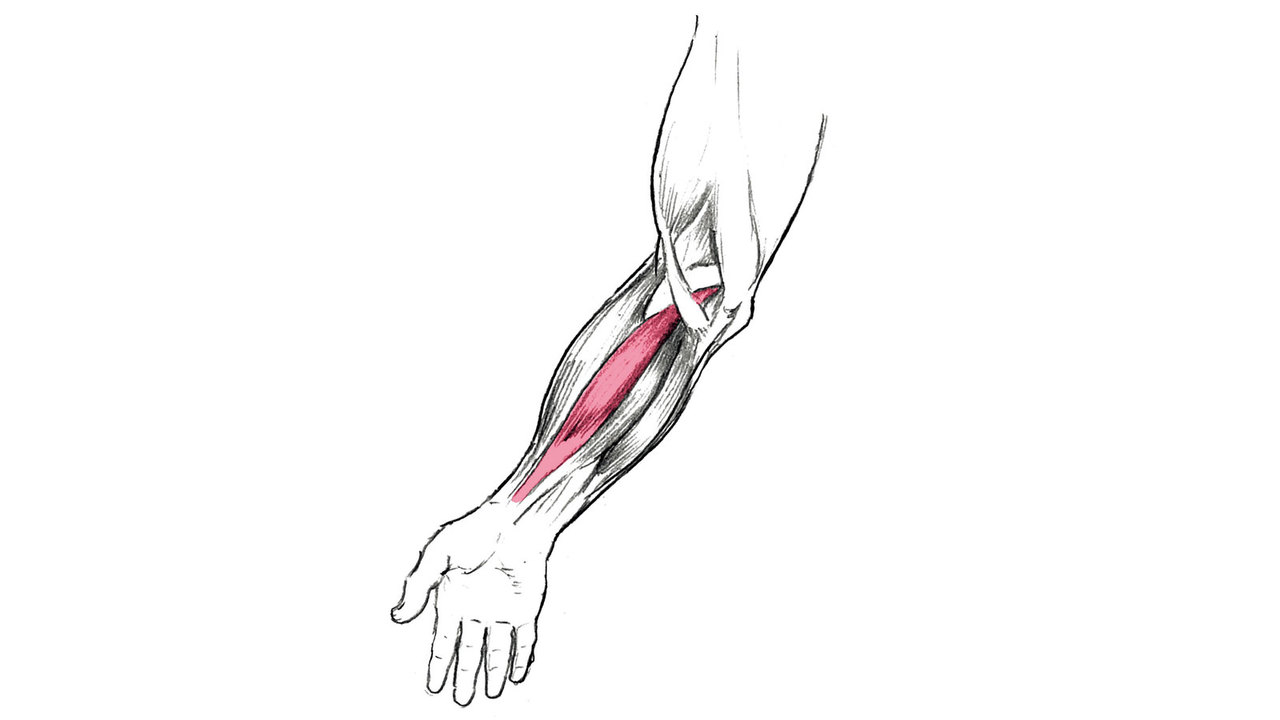 橈側手根屈筋は、手首の屈筋群のうち最も強い力を発揮する。