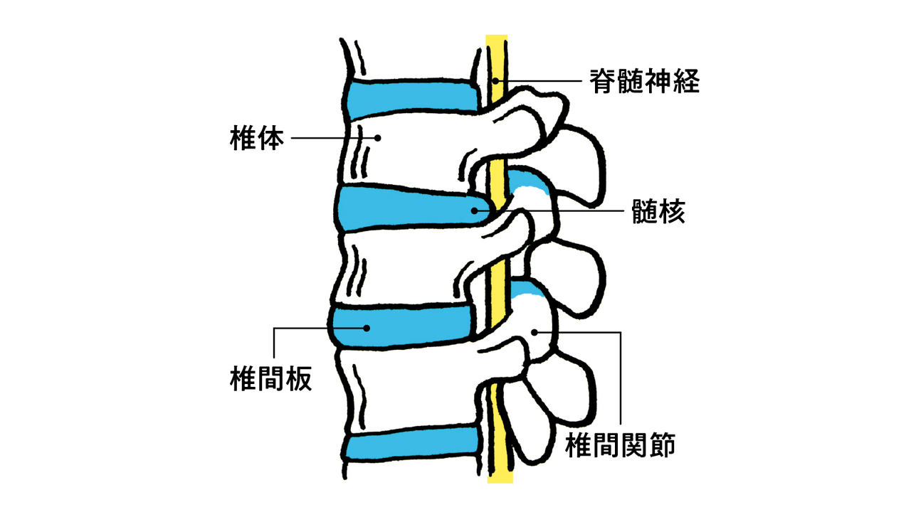 腰の骨は椎間板と一対の椎間関節によって連結されている