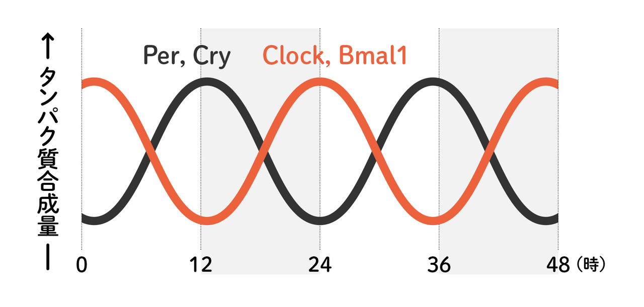 リズムを刻む時計遺伝子の増減イメージ