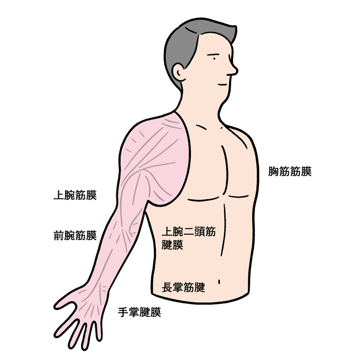 胸部〜手先の筋膜の繋がり