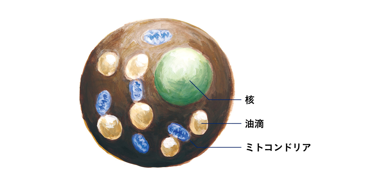 褐色脂肪細胞の構造