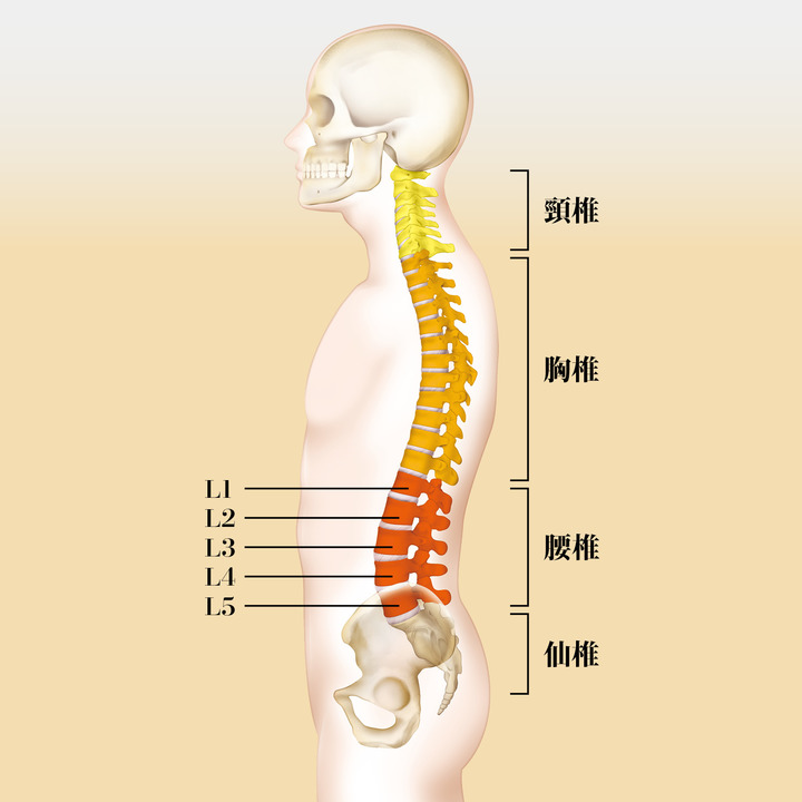 特異的腰痛の原因部位