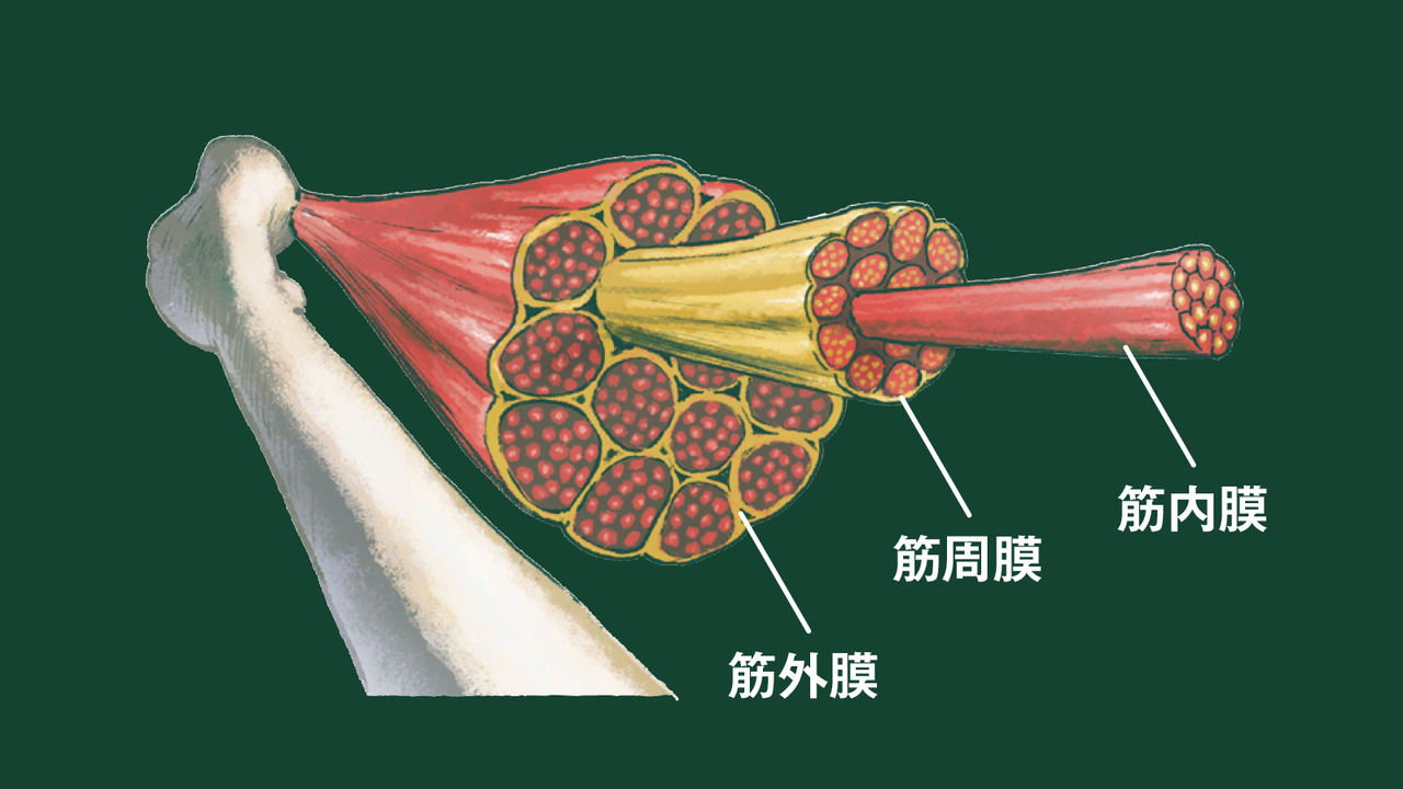 筋膜