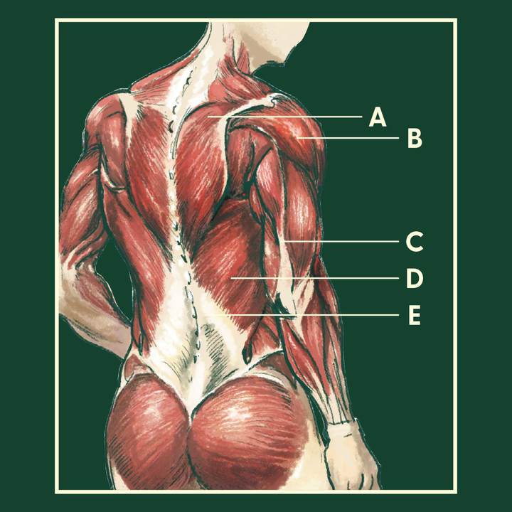 上半身 背面 の筋肉について学ぶ 深めろ筋トレ知識 ストレングス学園 Vol 6 Tarzan Web ターザンウェブ
