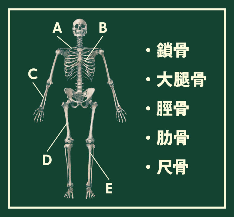 骨格の基本