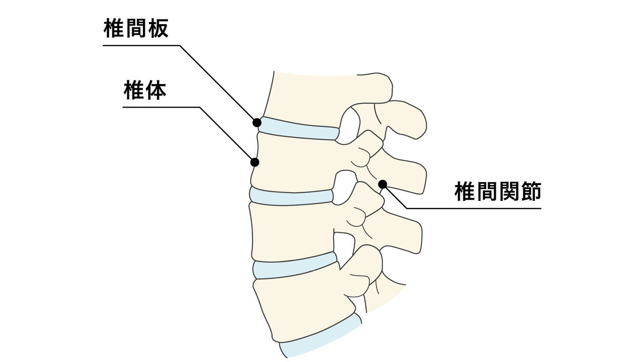 椎間板と椎間関節