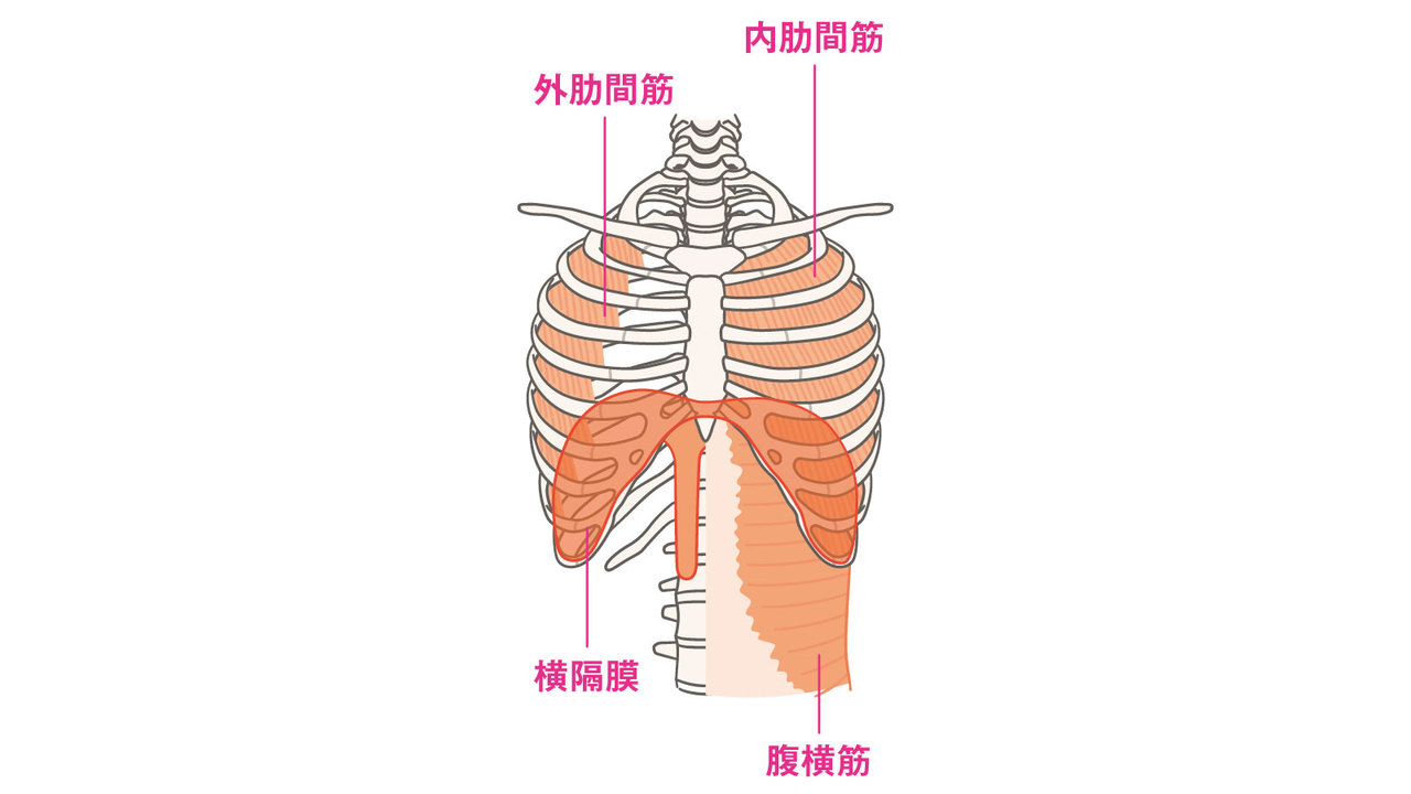 胸郭と呼吸の関係