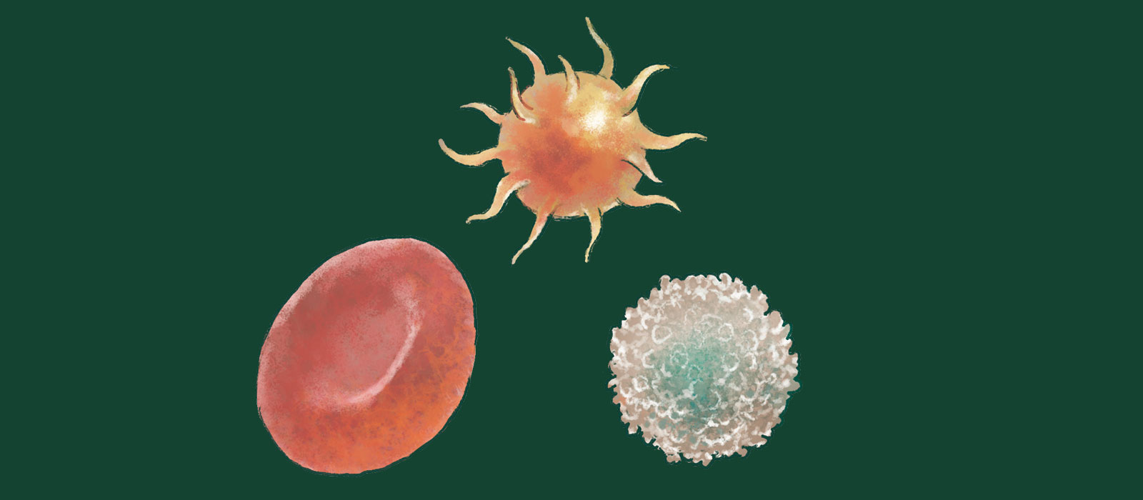 左／赤血球、上／血小板、右／白血球。どれも同じ１つの細胞からできているが、姿形が異なる。役割は順に酸素の運搬、止血作用、異物処理。