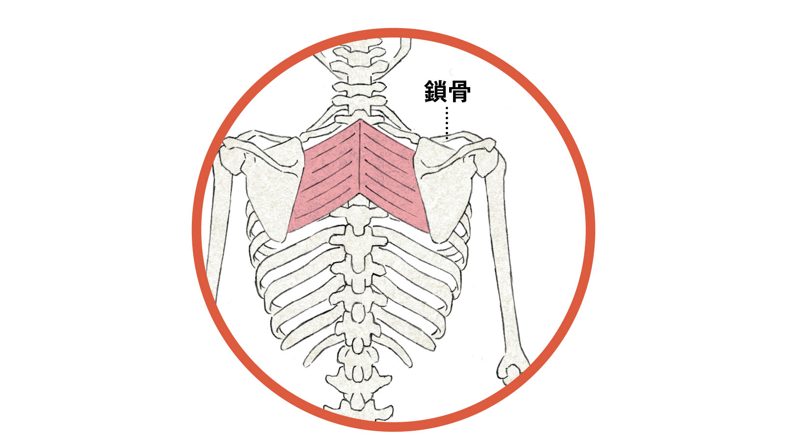 肩甲骨の位置関係 骨格 イラスト