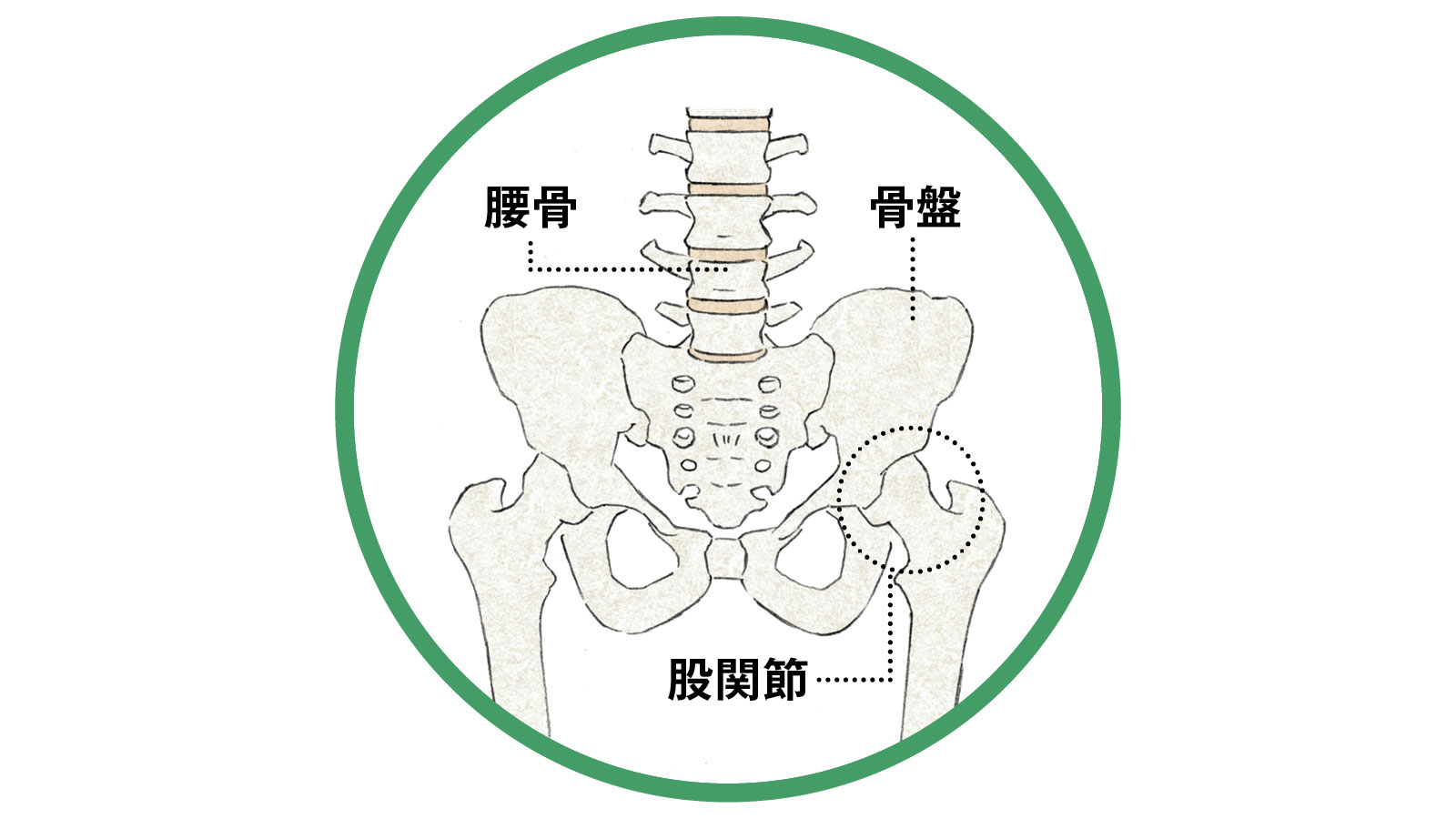 股関節は下半身の動きの基点 股関節のイラスト