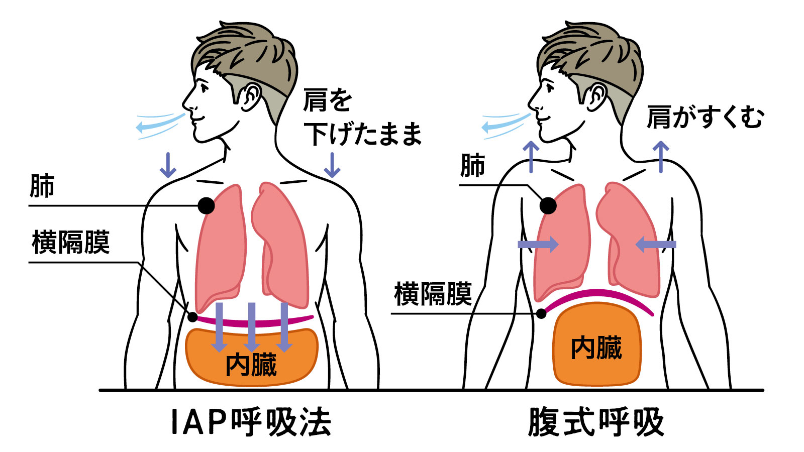 IAP呼吸法と腹式呼吸の違い