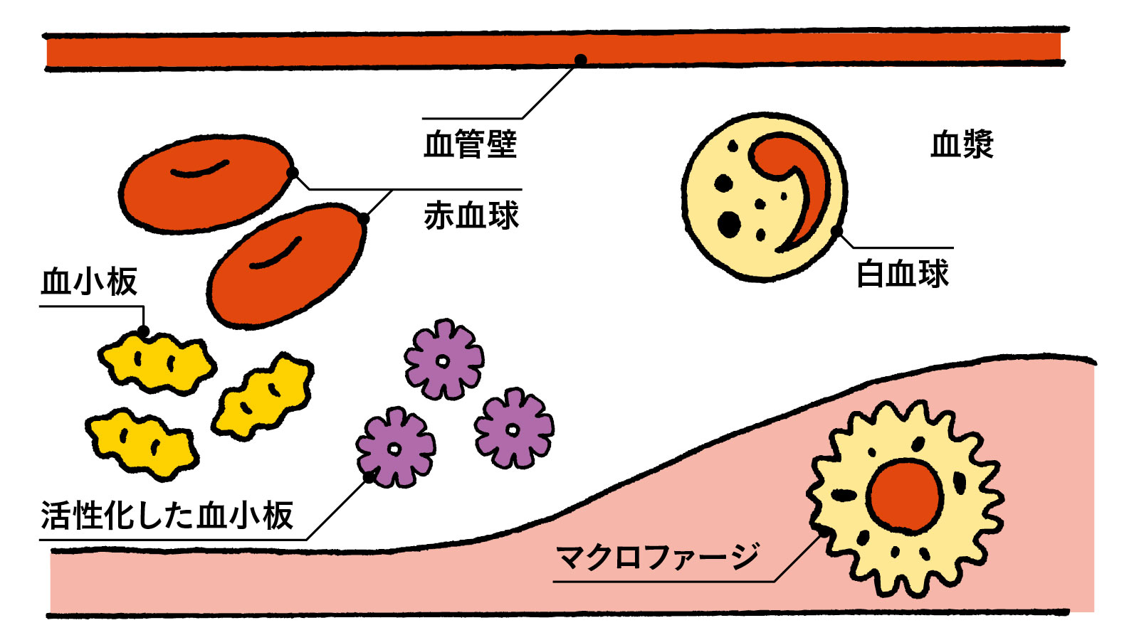 血液中の血球成分とその働き イラスト