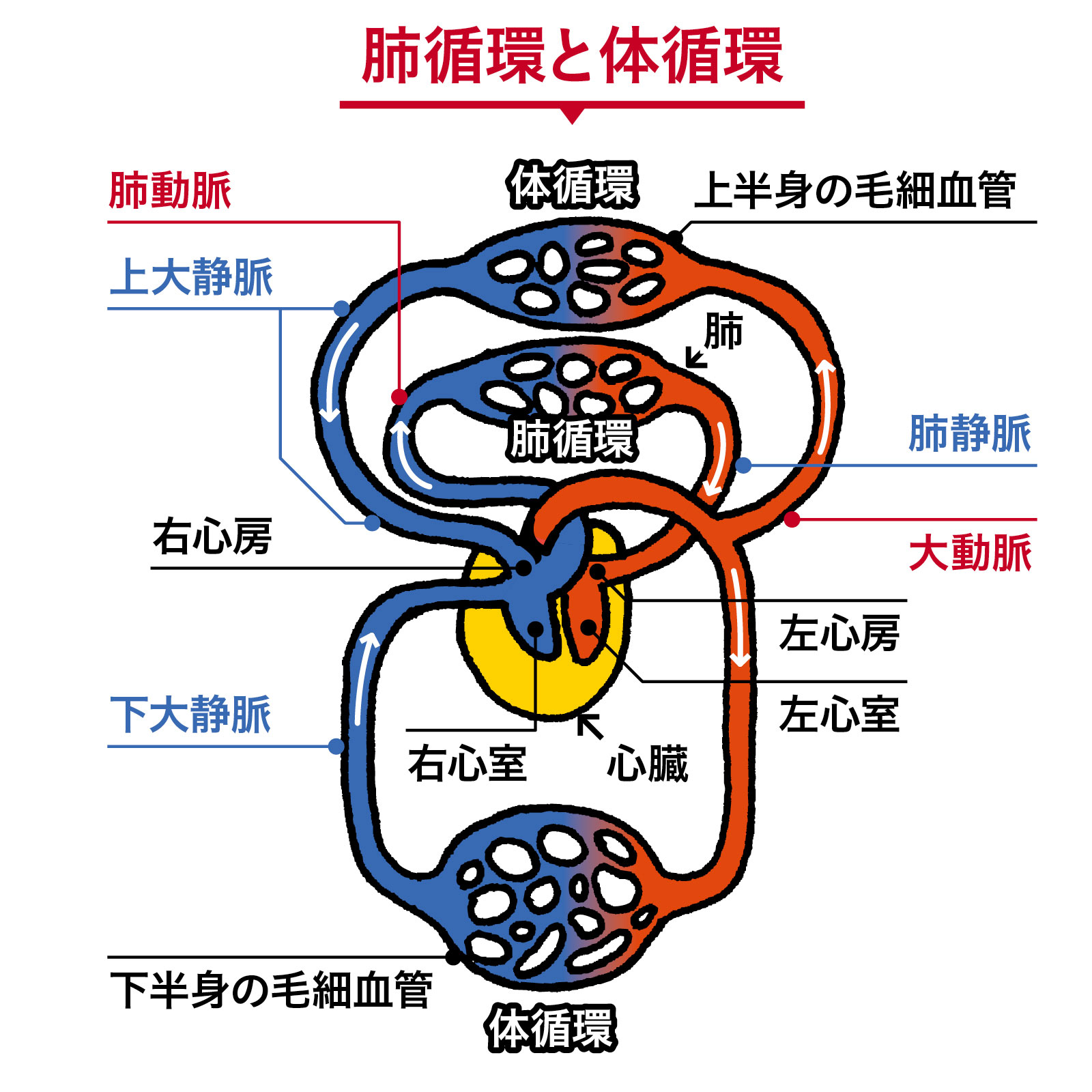 血管系 肺循環と体循環