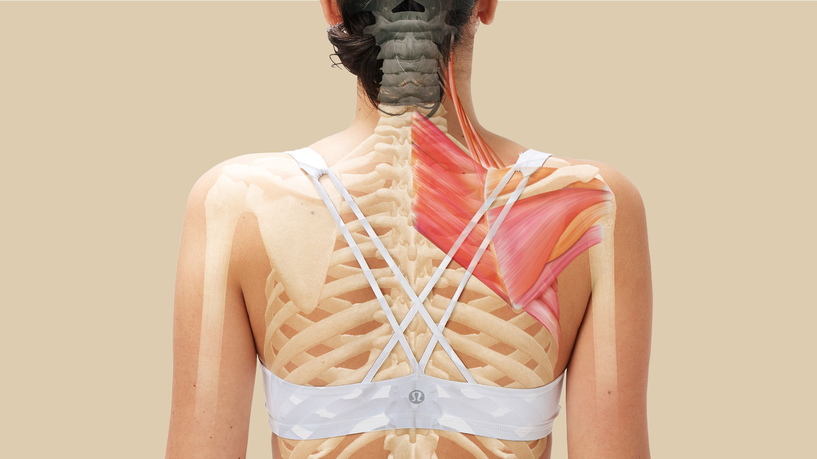 肩甲骨の動きと役割