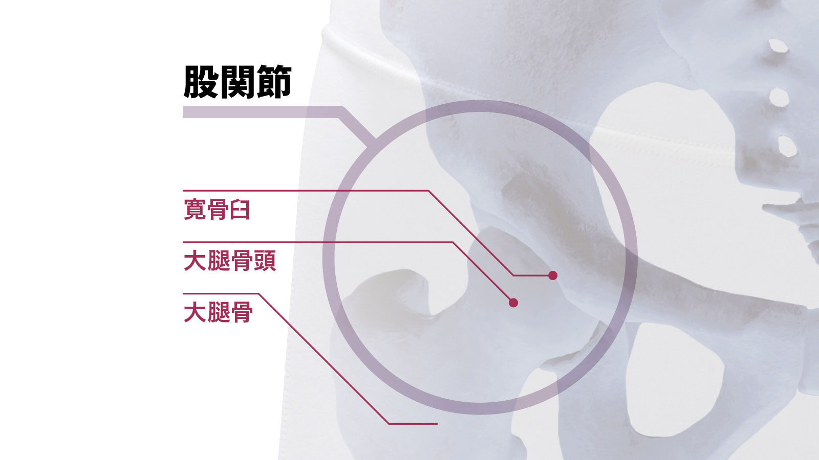 股関節の動きと役割 人体図